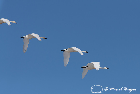 Tundra swan (Cygnus columbianus) migration, Montana, USA