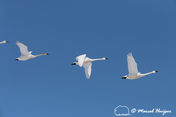 Tundra swan (Cygnus columbianus) migration, Montana, USA