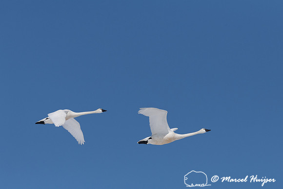 Tundra swan (Cygnus columbianus) migration, Montana, USA