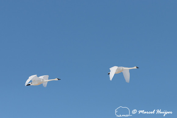 Tundra swan (Cygnus columbianus) migration, Montana, USA