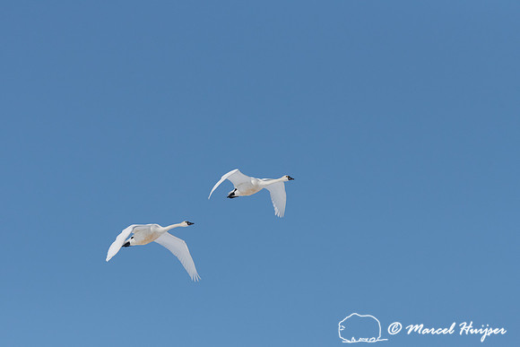 Tundra swan (Cygnus columbianus) migration, Montana, USA