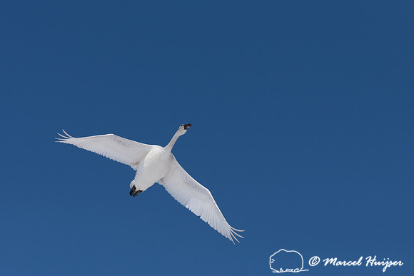 Tundra swan (Cygnus columbianus) migration, Montana, USA