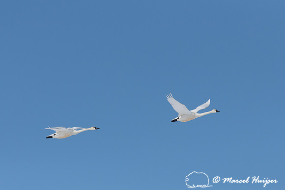 Tundra swan (Cygnus columbianus) migration, Montana, USA