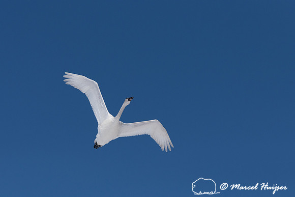 Tundra swan (Cygnus columbianus) migration, Montana, USA