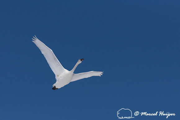 Tundra swan (Cygnus columbianus) migration, Montana, USA