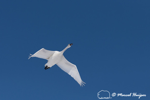 Tundra swan (Cygnus columbianus) migration, Montana, USA