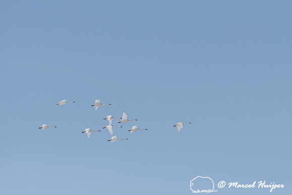 Tundra swan (Cygnus columbianus) migration, Montana, USA
