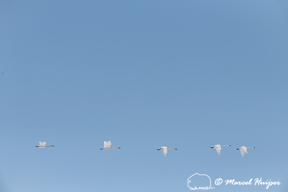 Tundra swan (Cygnus columbianus) migration, Montana, USA
