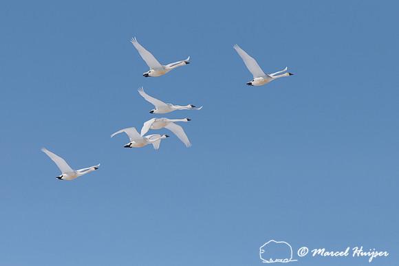 Tundra swan (Cygnus columbianus) migration, Montana, USA
