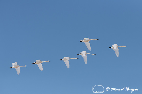 Tundra swan (Cygnus columbianus) migration, Montana, USA