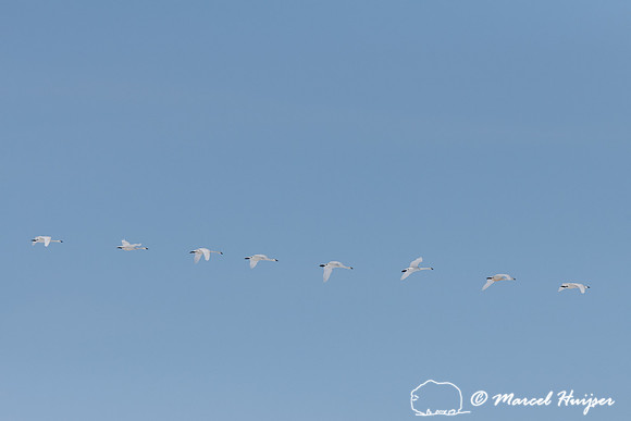 Tundra swan (Cygnus columbianus) migration, Montana, USA