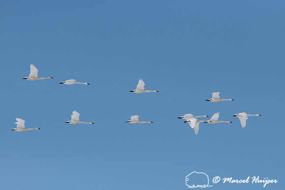 Tundra swan (Cygnus columbianus) migration, Montana, USA