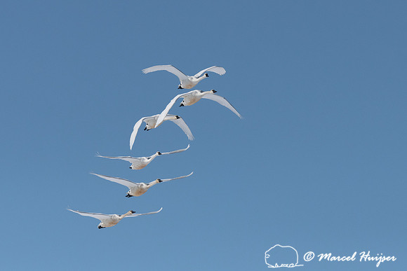 Tundra swan (Cygnus columbianus) migration, Montana, USA