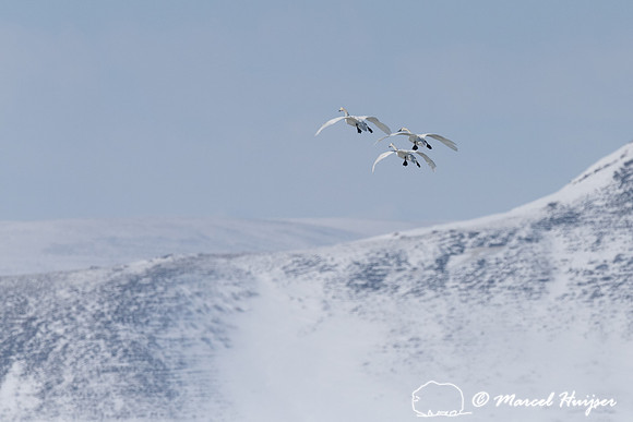 Tundra swan (Cygnus columbianus) migration, Montana, USA