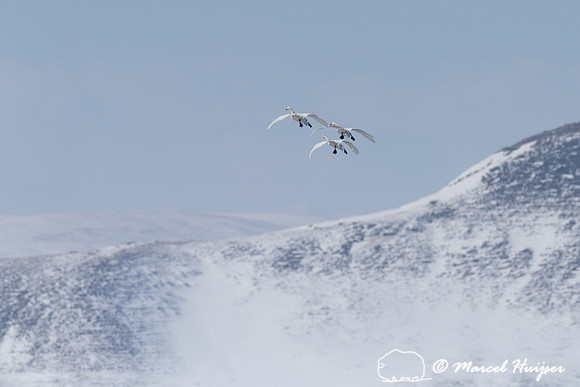 Tundra swan (Cygnus columbianus) migration, Montana, USA