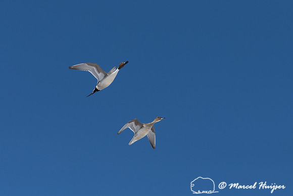 Northern pintail (Anas acuta) migration, Montana, USA