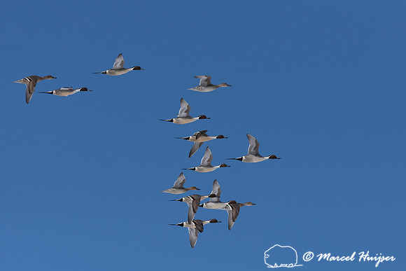 Northern pintail (Anas acuta) migration, Montana, USA