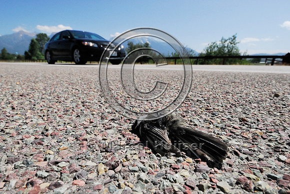 Black-capped chickadee (Poecile atricapillus) roadkill, Montana, USA