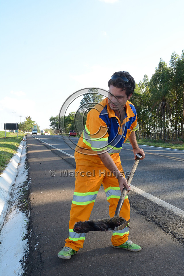 Lesser grison (Galictis cuja) roadkill is removed from the  highway by Luís Gustavo Lopes Almada from the concessionária Nascentes das Gerais, about 3 km west of Furnas, MG-050, Minas Gerais, Brazi