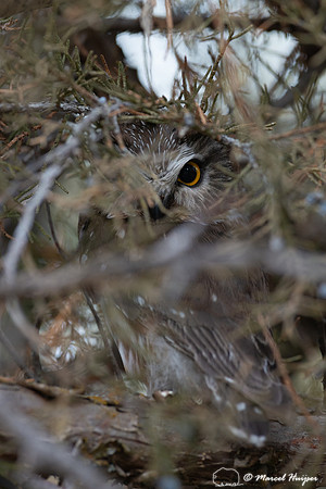 Northern Saw-Whet Owl (Aegolius acadicus), Missoula, Montana