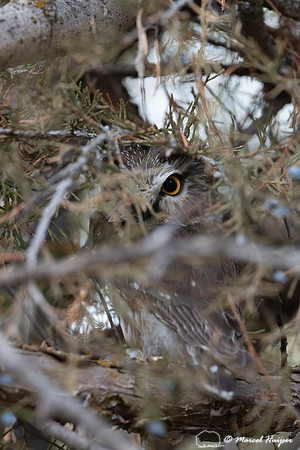 Northern Saw-Whet Owl (Aegolius acadicus), Missoula, Montana