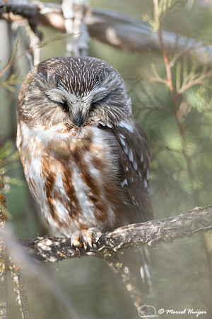 Northern Saw-Whet Owl (Aegolius acadicus), Missoula, Montana