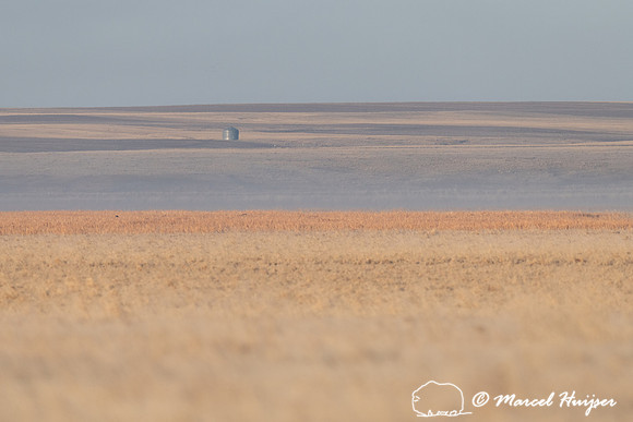 Grain silos, north of Great Falls, Montana, USA