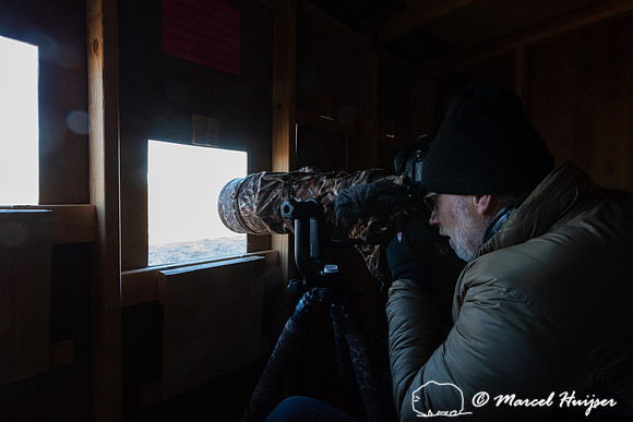 In blind photographing sharp-tailed grouse (Tympanuchus phasiane
