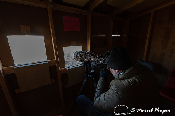 In blind photographing sharp-tailed grouse (Tympanuchus phasiane