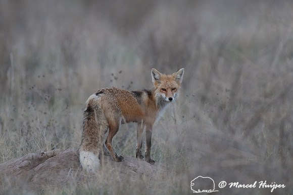 Red fox (Vulpes vulpes) female, Montana, USA