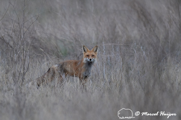 Red fox (Vulpes vulpes) male, Montana, USA