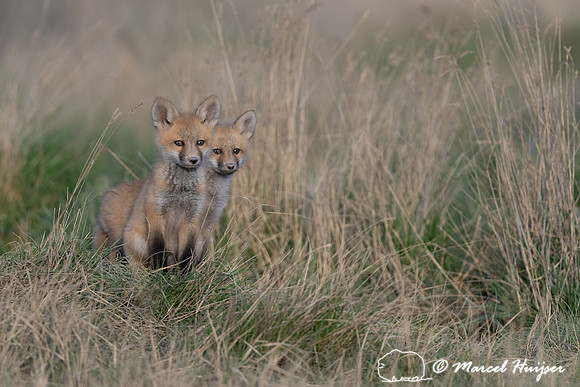 Red fox (Vulpes vulpes) kits, Montana, USA