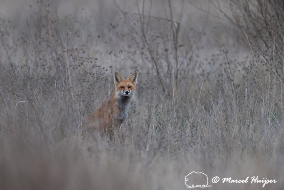 Red fox (Vulpes vulpes) male, Montana, USA