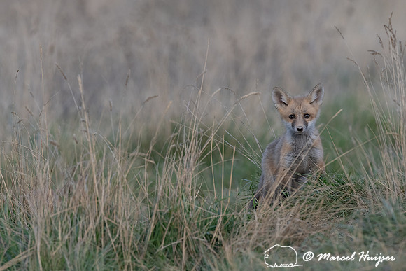 Red fox (Vulpes vulpes) kits, Montana, USA