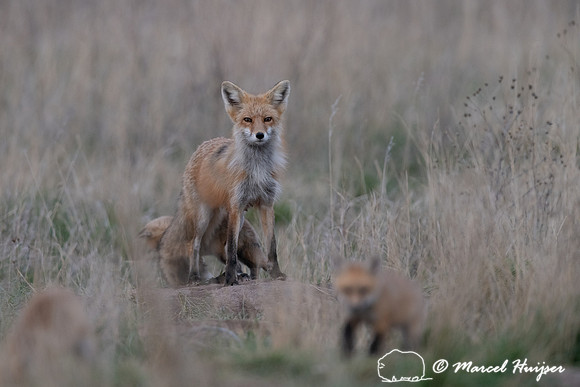 Red fox (Vulpes vulpes) female and kits, Montana, USA