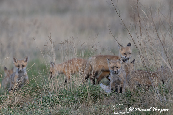 Red fox (Vulpes vulpes) kits, Montana, USA
