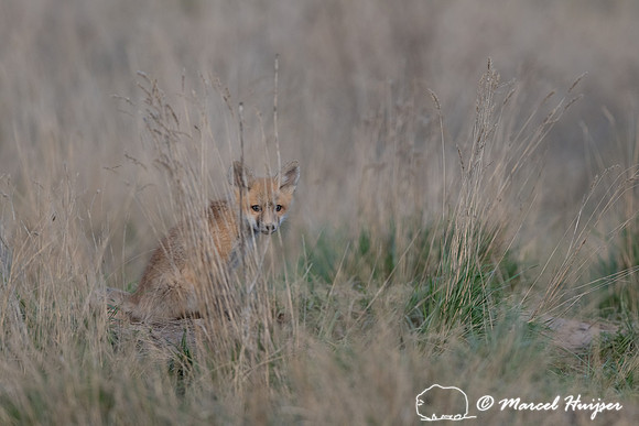 Red fox (Vulpes vulpes) kits, Montana, USA