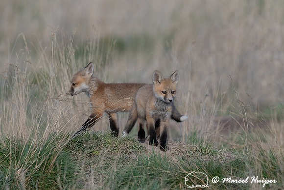 Red fox (Vulpes vulpes) kits, Montana, USA