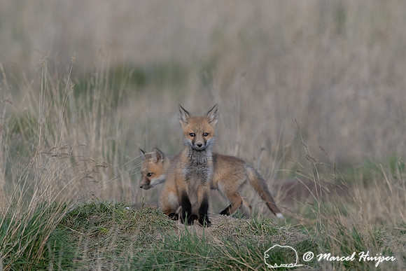 Red fox (Vulpes vulpes) kits, Montana, USA