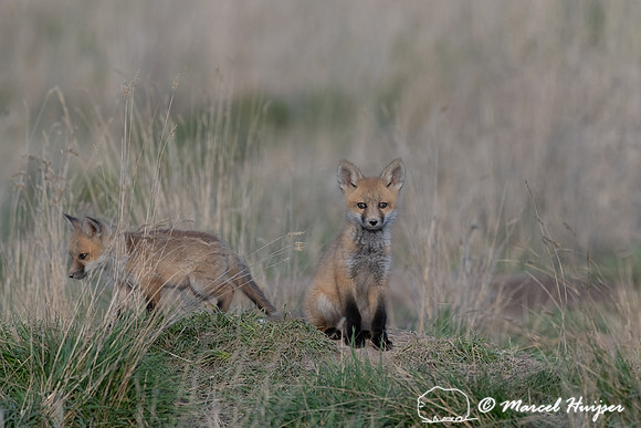 Red fox (Vulpes vulpes) kits, Montana, USA