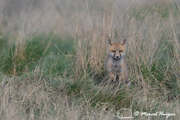 Red fox (Vulpes vulpes) kits, Montana, USA