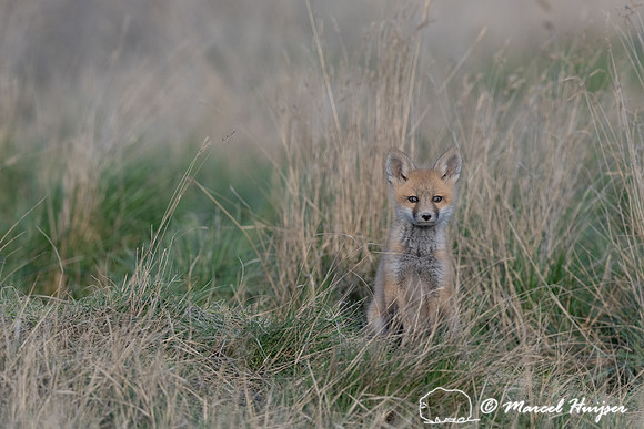 Red fox (Vulpes vulpes) kits, Montana, USA