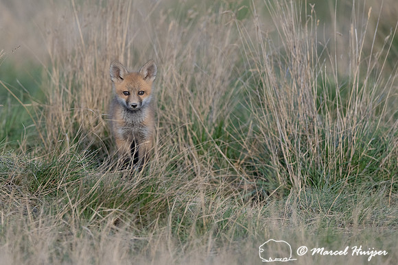 Red fox (Vulpes vulpes) kits, Montana, USA