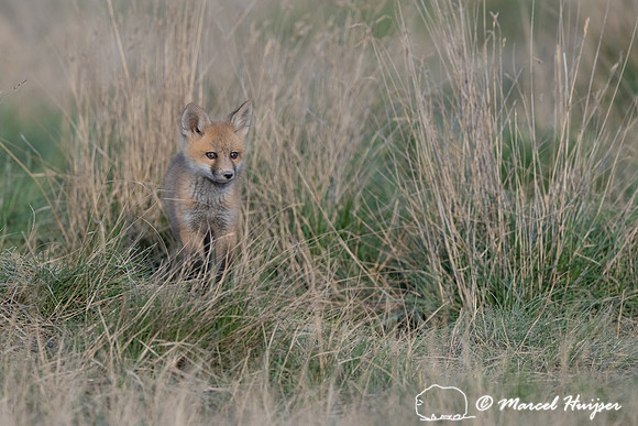 Red fox (Vulpes vulpes) kits, Montana, USA
