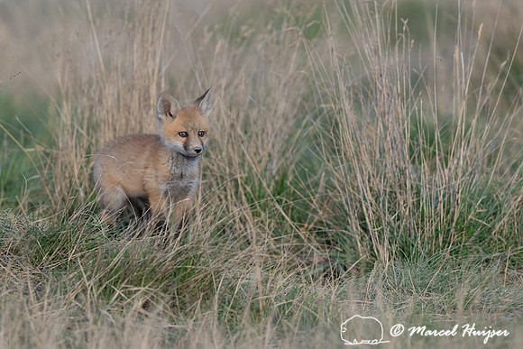 Red fox (Vulpes vulpes) kits, Montana, USA