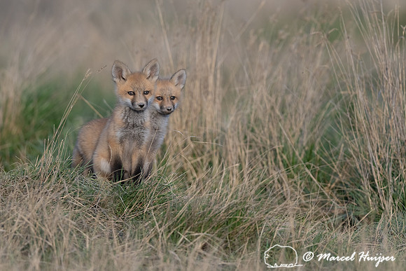 Red fox (Vulpes vulpes) kits, Montana, USA