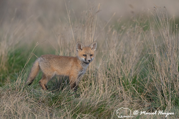 Red fox (Vulpes vulpes) kits, Montana, USA