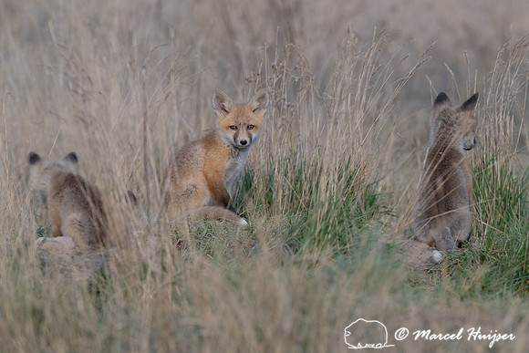 Red fox (Vulpes vulpes) kits, Montana, USA