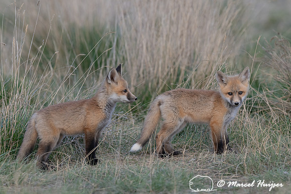 Red fox (Vulpes vulpes) kits, Montana, USA