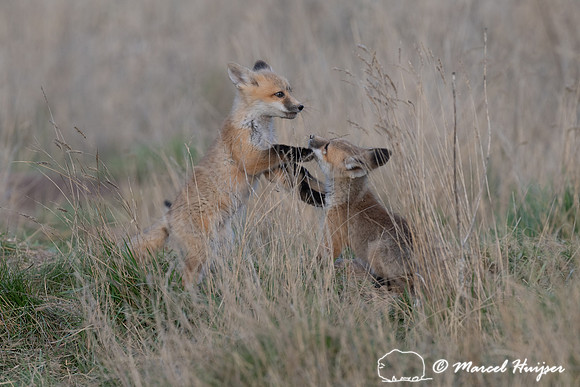 Red fox (Vulpes vulpes) kits, Montana, USA